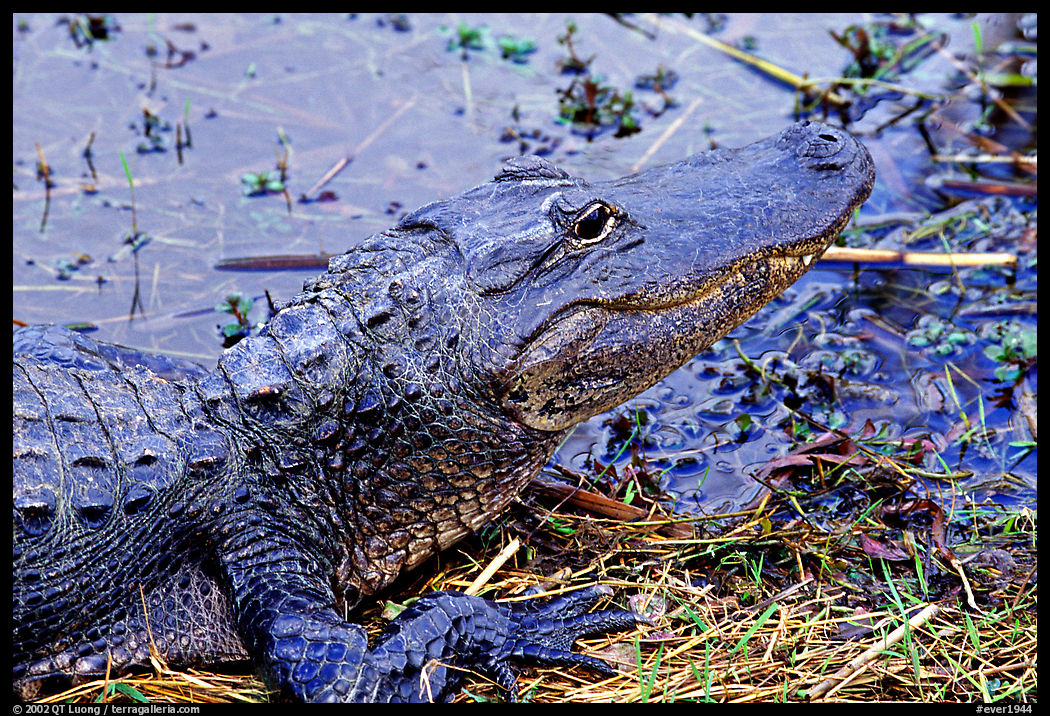 Alligator raising head. Everglades  National Park, Florida, USA.