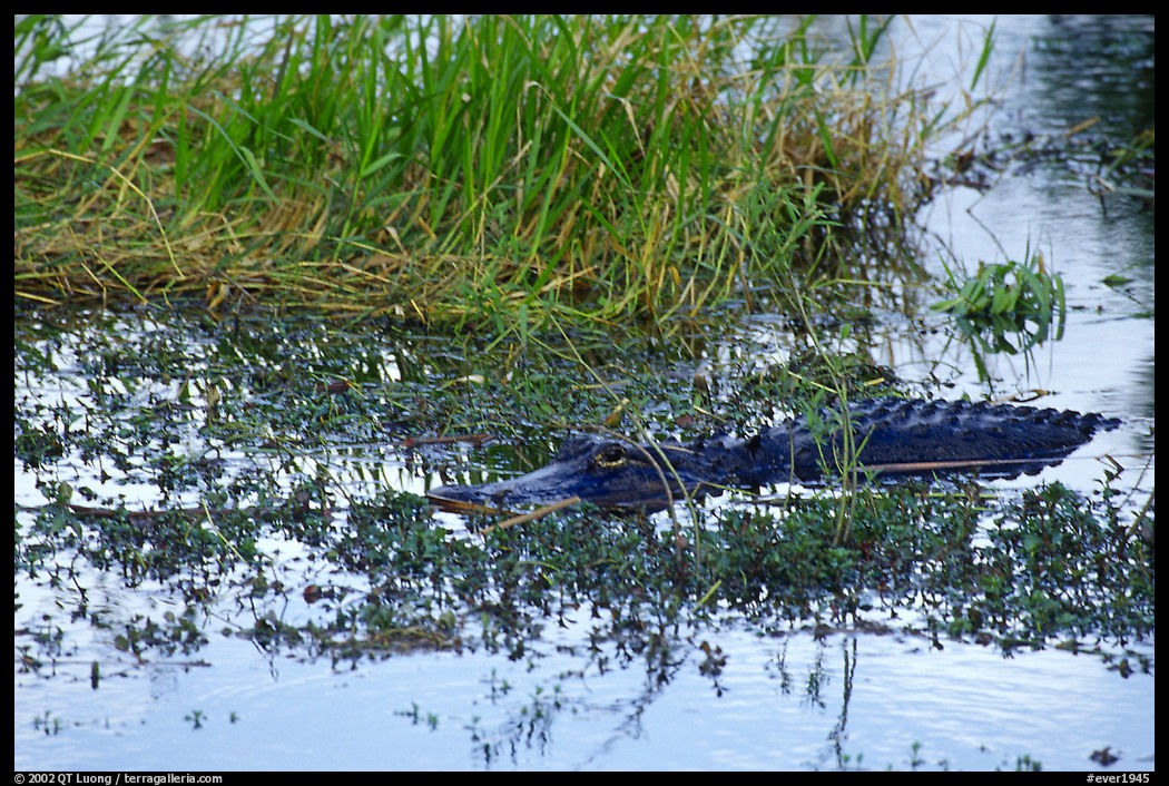 American Alligator in marsh. Everglades  National Park, Florida, USA.