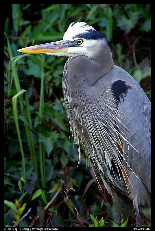 Blue heron. Everglades  National Park, Florida, USA.