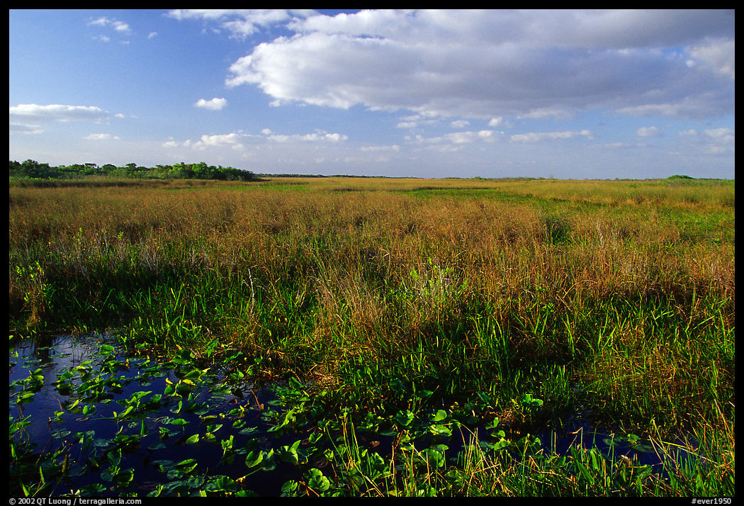 Marsh near Ahinga trail, late afternoon. Everglades  National Park, Florida, USA.
