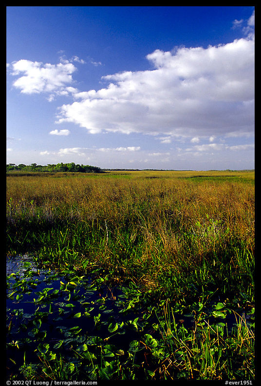 Freshwater marsh with aquatic plants and sawgrass near Ahinga trail, late afternoon. Everglades  National Park, Florida, USA.