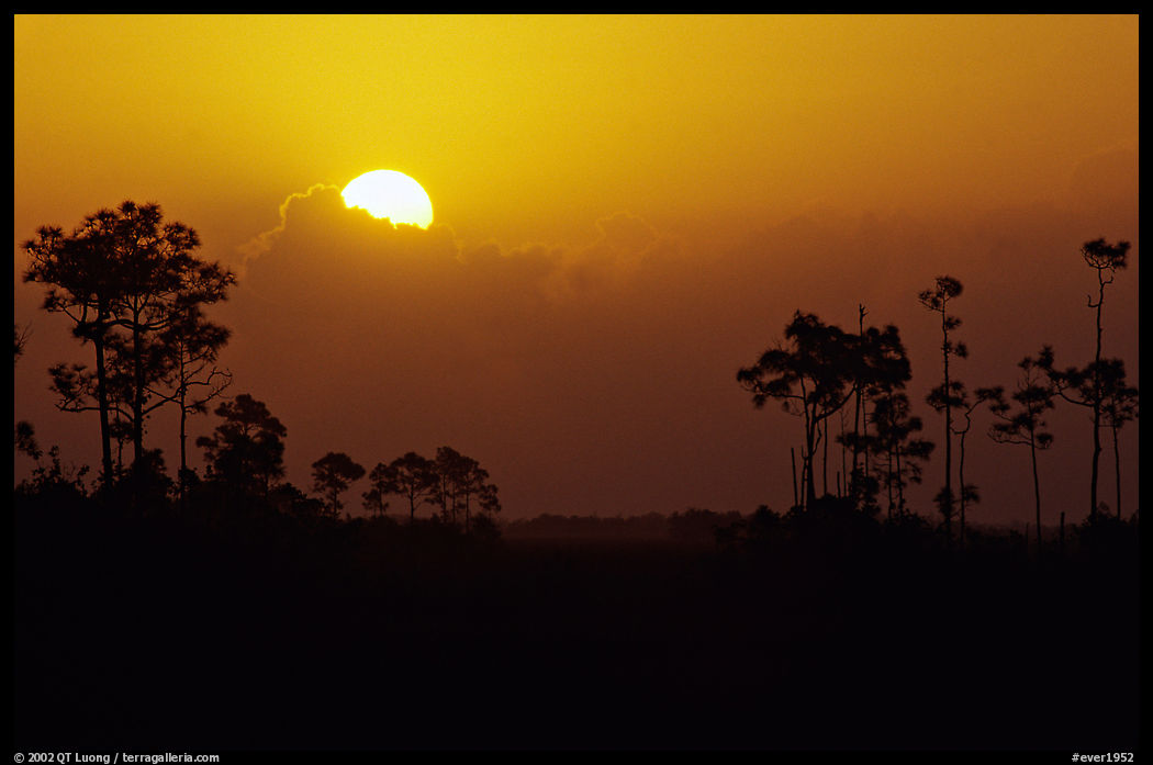 Sun emerging from behind cloud and  pine group. Everglades  National Park, Florida, USA.