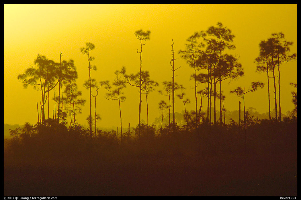 Foggy sunrise with pines. Everglades  National Park, Florida, USA.