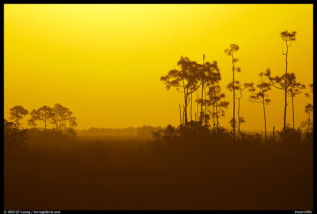 Slash pines in fog near Mahogany Hammock, sunrise. Everglades  National Park, Florida, USA.