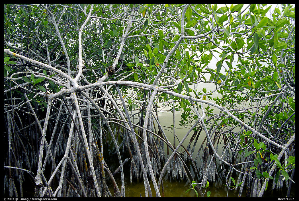 Red mangroves (Rhizophora mangle) on West Lake. Everglades  National Park, Florida, USA.