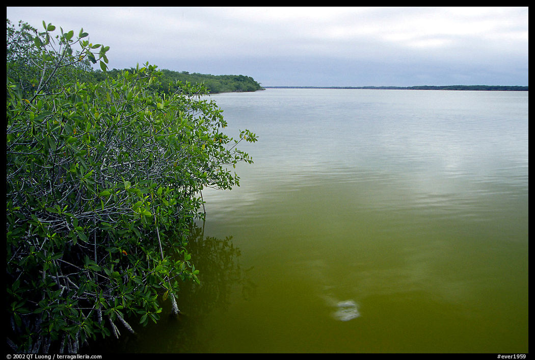Mangrove shore of West Lake. Everglades  National Park, Florida, USA.
