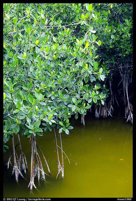 Detail of mangroves shrubs and colored water. Everglades  National Park, Florida, USA.