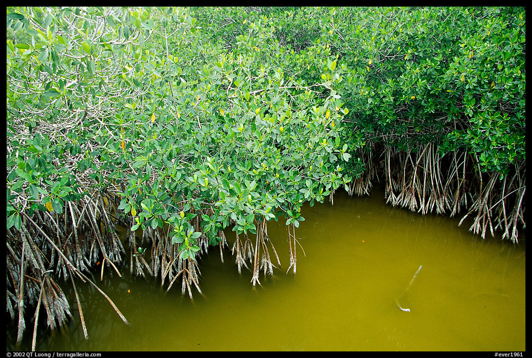 Red Mangroves gives swamp water a red color. Everglades  National Park, Florida, USA.