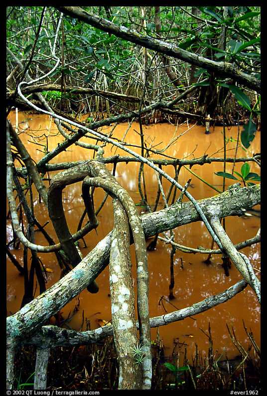 Mangroves giving the water a red color, Snake Bight trail. Everglades  National Park, Florida, USA.