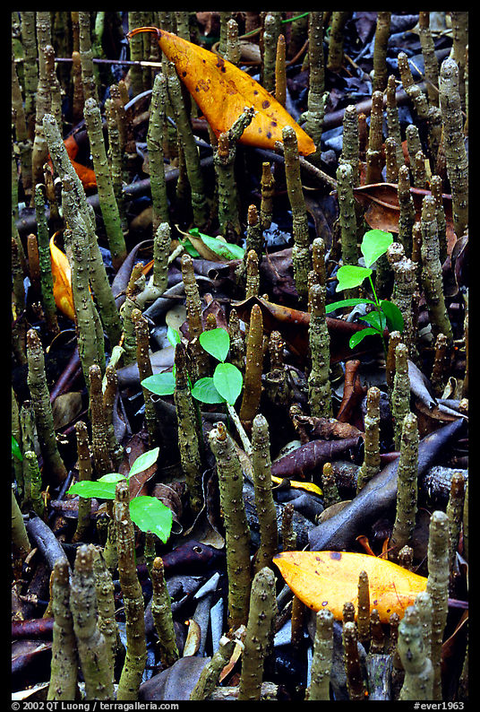 Breathing tubes of the black mangroves. Everglades  National Park, Florida, USA.
