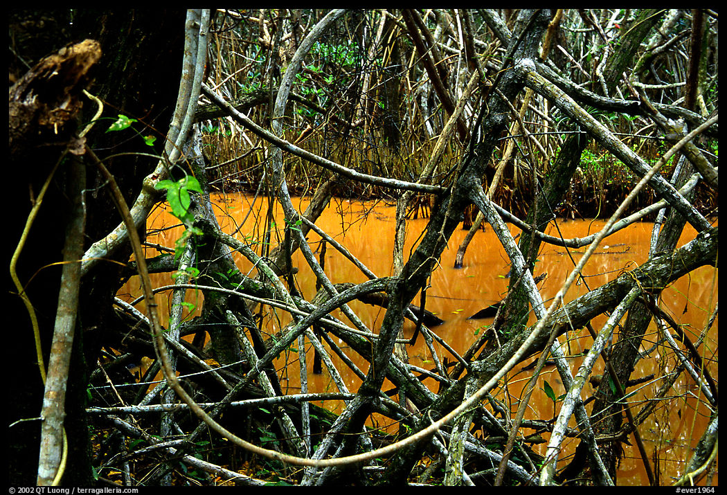 Tropical forest, Snake Bight trail. Everglades  National Park, Florida, USA.