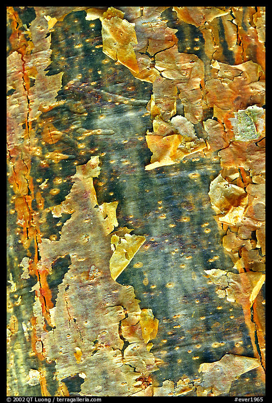 Peeling bark of the Gumbo Limbo tree. Everglades  National Park, Florida, USA.