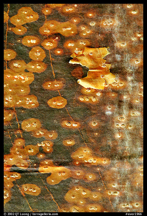 Close-up of Gumbo Limbo bark. Everglades  National Park, Florida, USA.