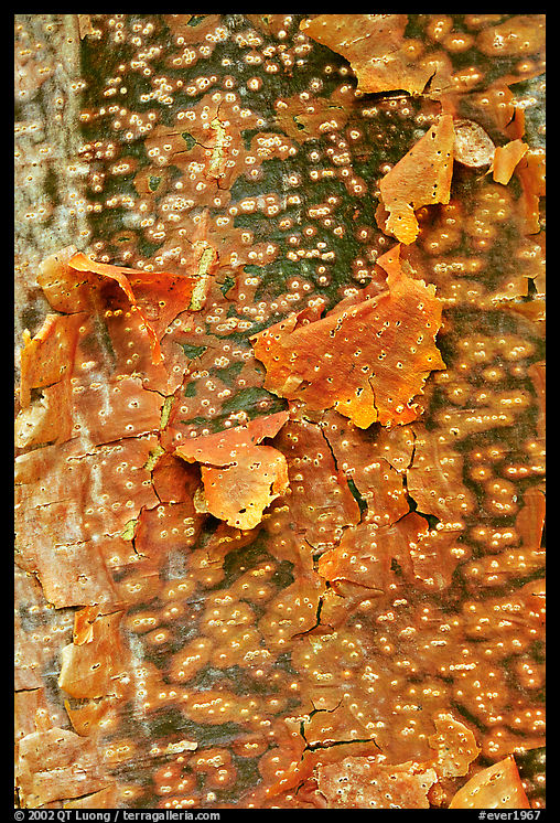 Peeling bark pattern of a Gumbo Limbo tree. Everglades  National Park, Florida, USA.