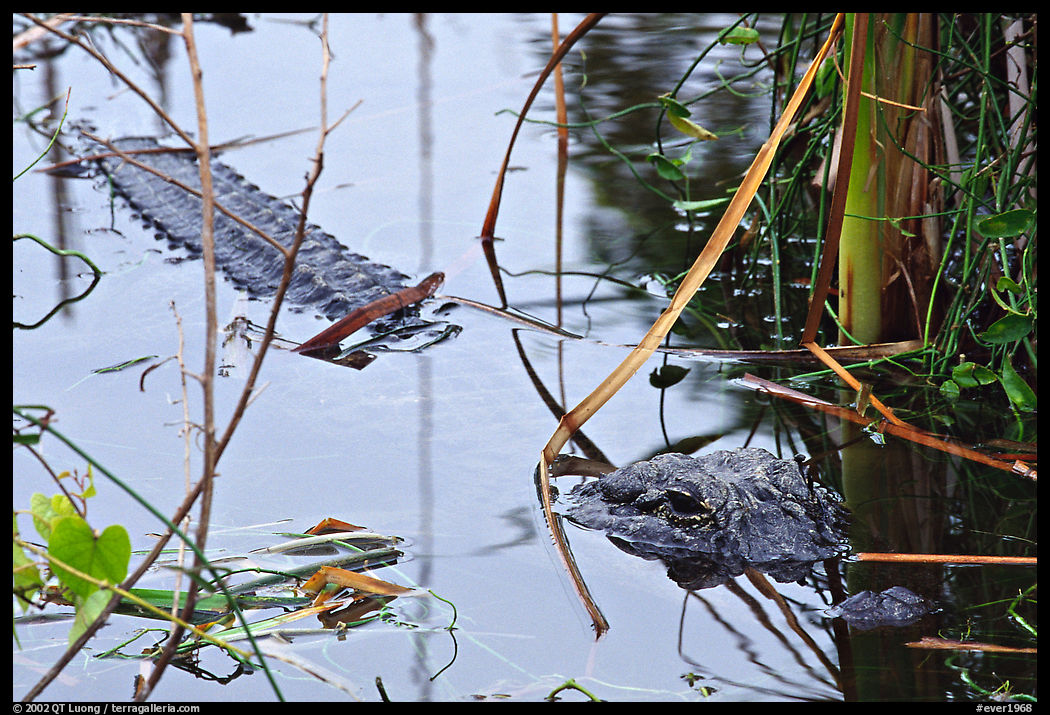 Alligator (Alligator mississippiensis). Everglades  National Park, Florida, USA.
