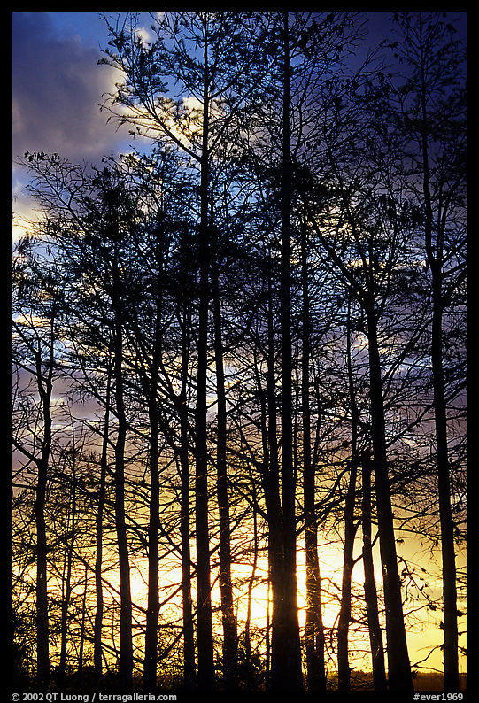 Cypress silhouettes at sunrise. Everglades  National Park, Florida, USA.