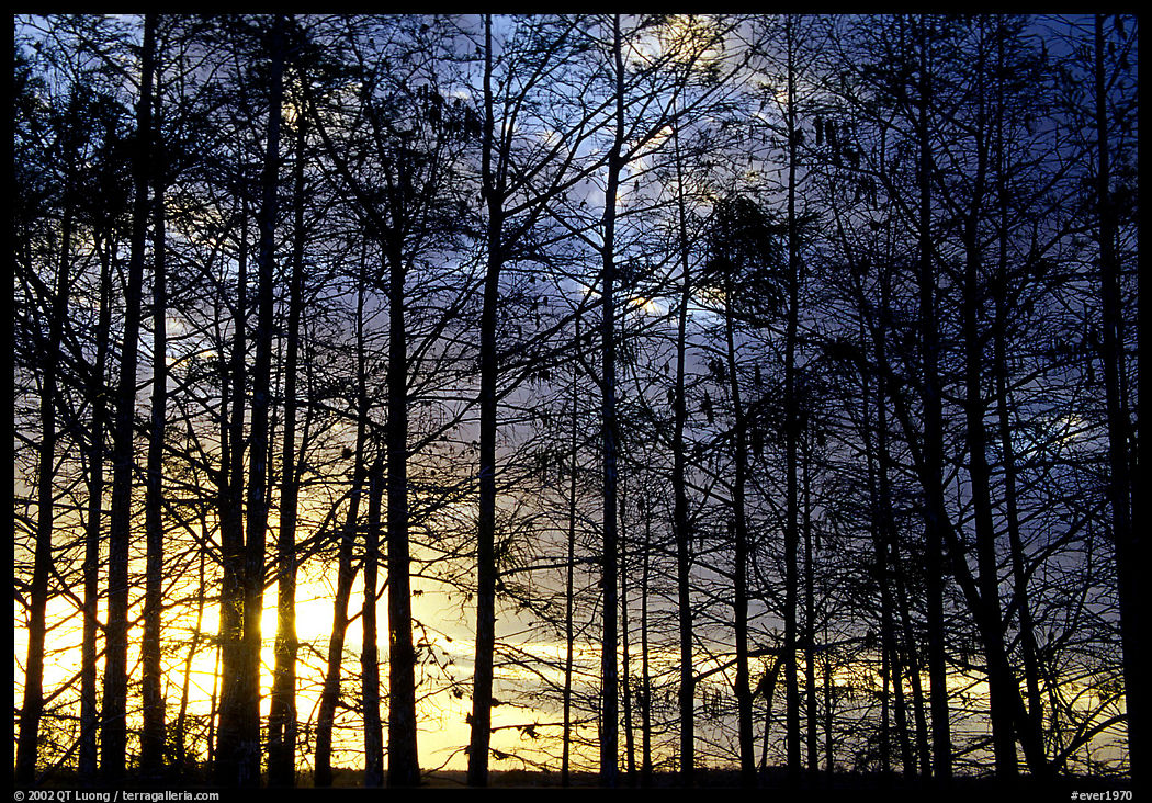Cypress at sunrise, near Pa-hay-okee. Everglades  National Park, Florida, USA.