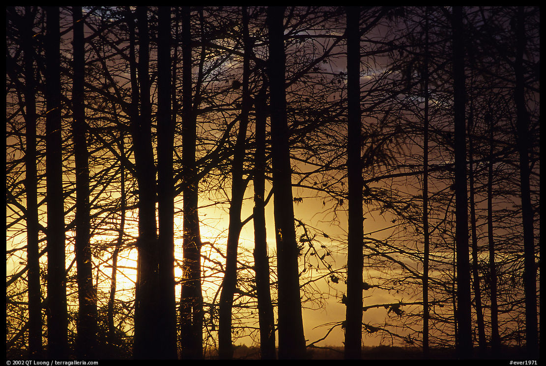 Cypress trunks against sunrise sky, near Pa-hay-okee. Everglades  National Park, Florida, USA.