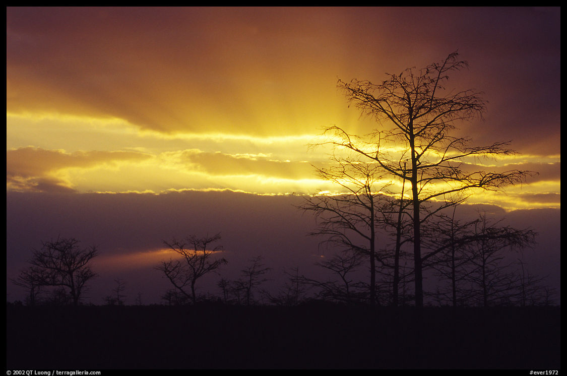 Bare cypress Cypress and sun rays, sunrise. Everglades  National Park, Florida, USA.