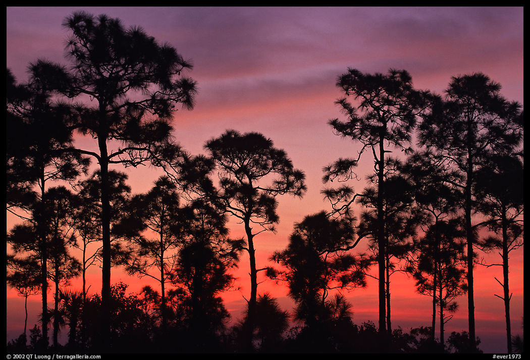 Slash pines silhouettes at sunrise. Everglades  National Park, Florida, USA.
