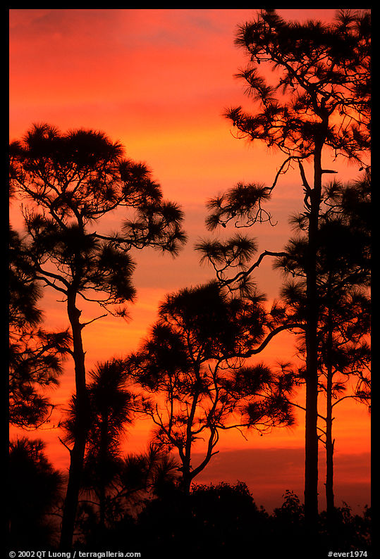 Slash pines against bright sunrise sky. Everglades  National Park, Florida, USA.