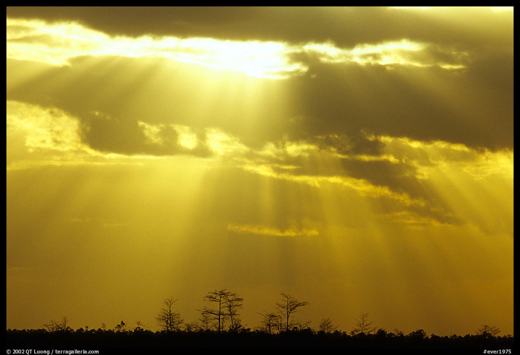 Cypress and sun rays, sunrise, near Pa-hay-okee. Everglades  National Park, Florida, USA.