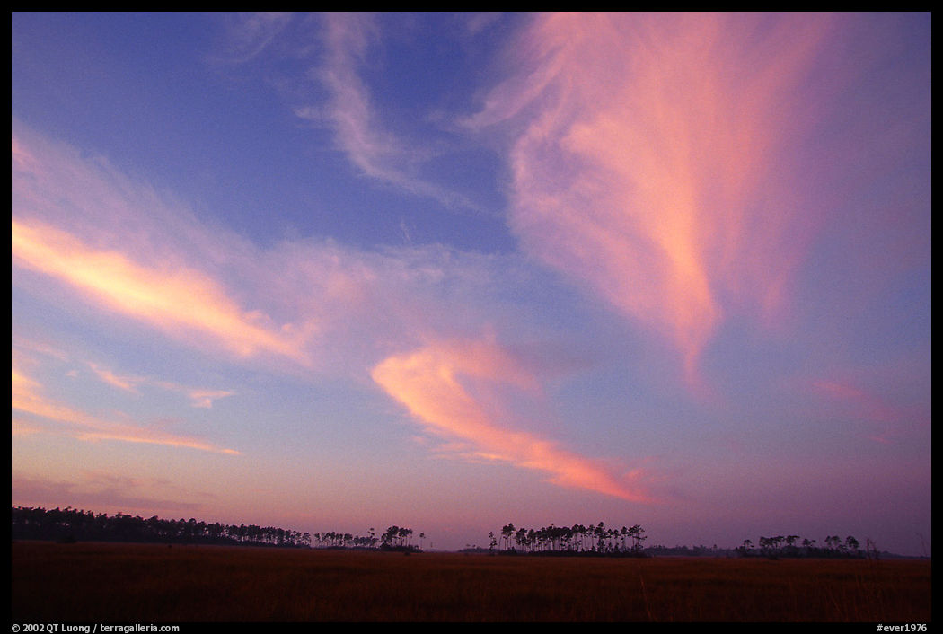 Pink clouds and  pines at sunrise. Everglades  National Park, Florida, USA.