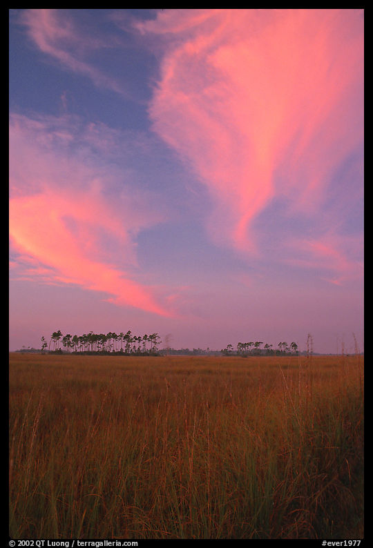 Sawgrass prairie, pines, and clouds at sunrise, near Mahogany Hammock. Everglades  National Park, Florida, USA.