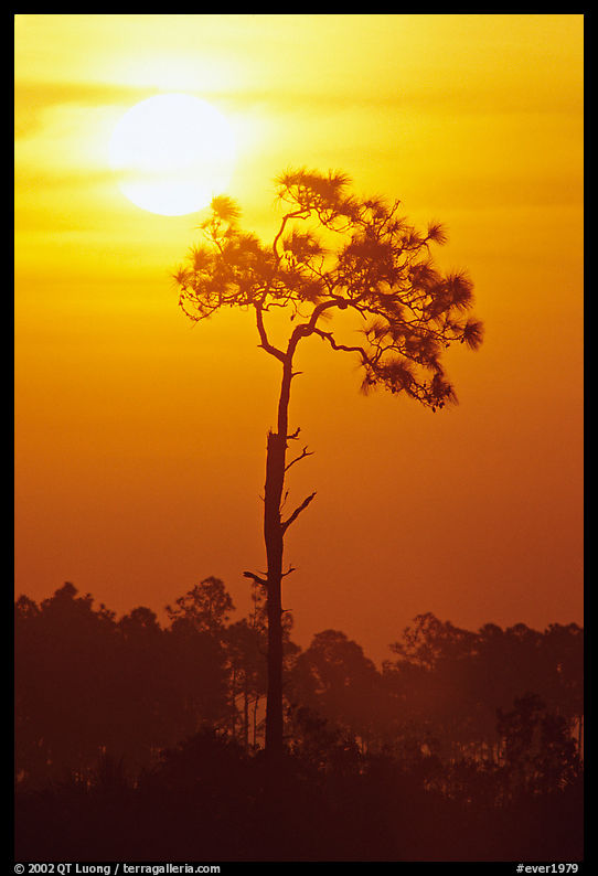 Slash pine and sun. Everglades  National Park, Florida, USA.