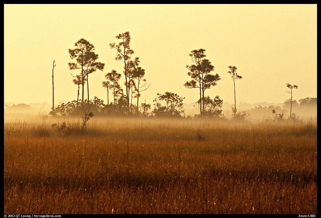 Pineland environment at sunrise, near Mahogany Hammock. Everglades  National Park, Florida, USA.
