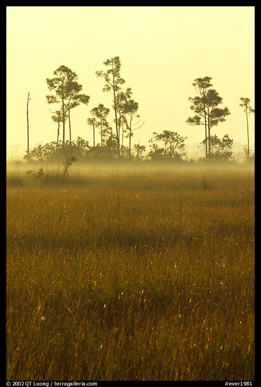 Slash pine trees, sawgrass prairie and fog at sunrise. Everglades  National Park, Florida, USA.