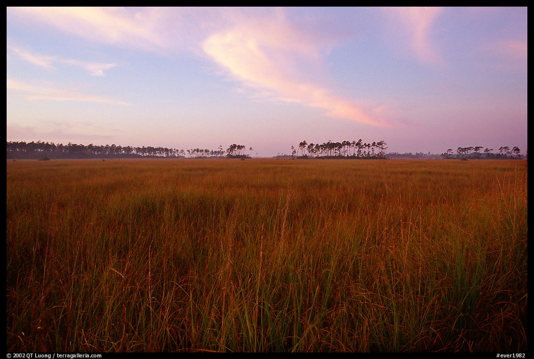Sawgrass prairie environment with distant pinelands near Mahogany Hammock. Everglades  National Park, Florida, USA.
