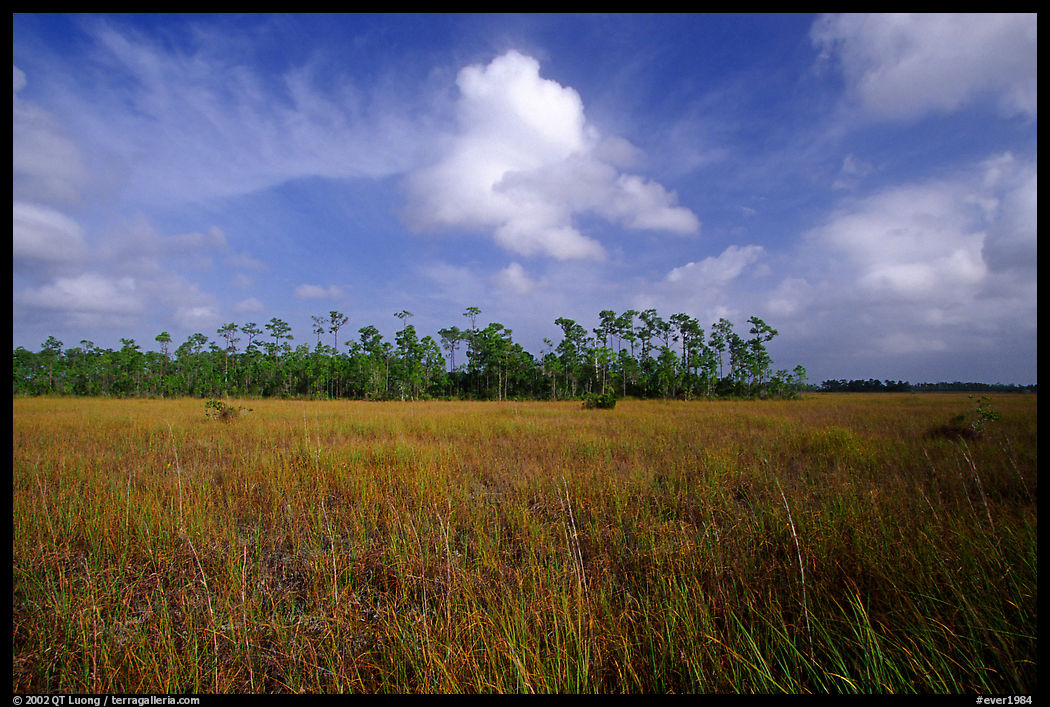 Sawgrass prairie and slash pines near Mahogany Hammock. Everglades  National Park, Florida, USA.