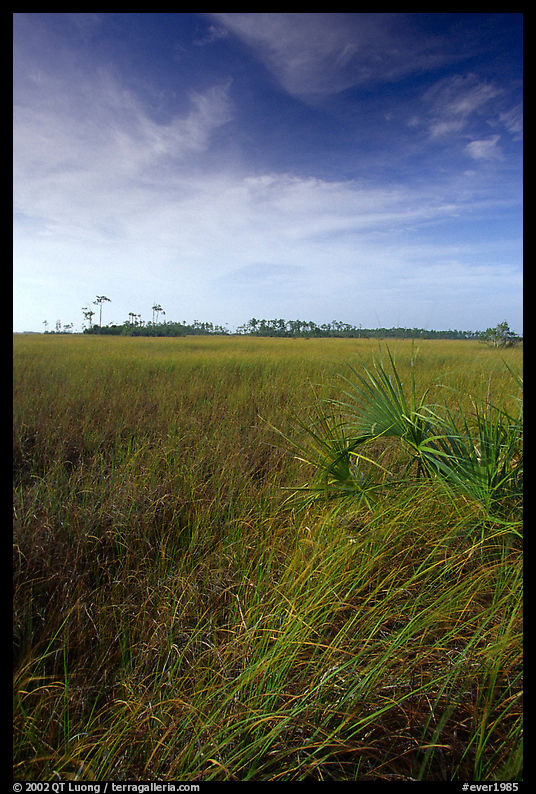 Sawgrass (Cladium jamaicense). Everglades  National Park, Florida, USA.