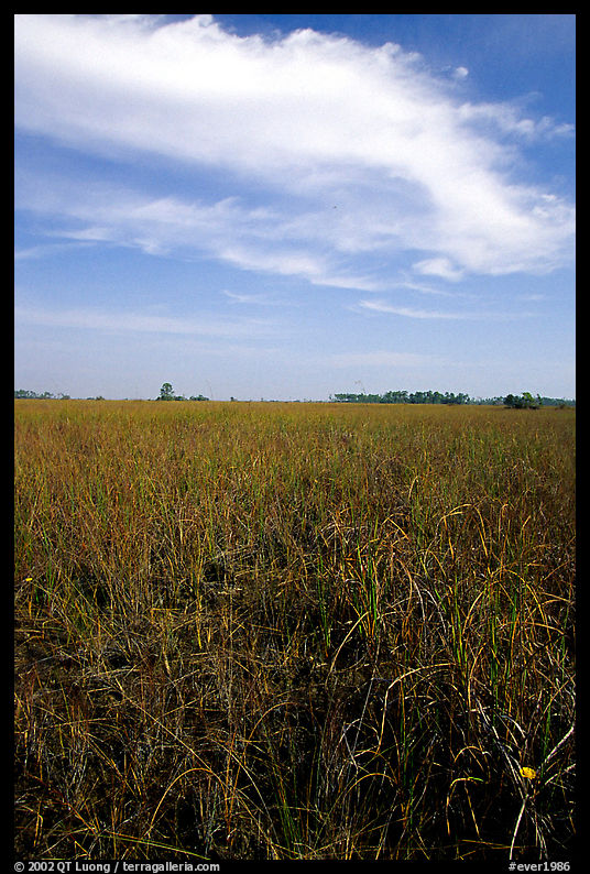 Sawgrass ecosystem with prairie and distant pines, near Mahogany Hammock. Everglades  National Park, Florida, USA.