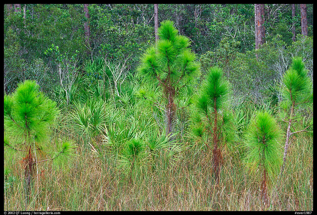 Young pines. Everglades  National Park, Florida, USA.