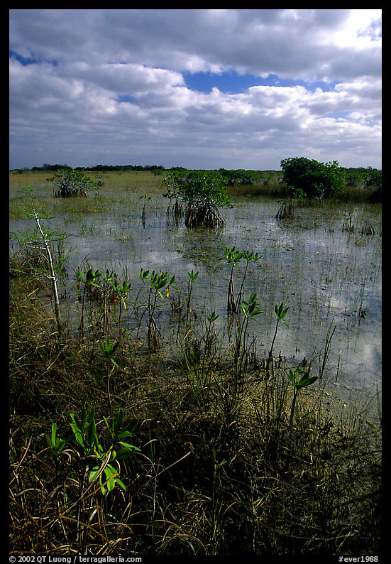 Predominantly freshwater swamp with mangrove shrubs, morning. Everglades  National Park, Florida, USA.