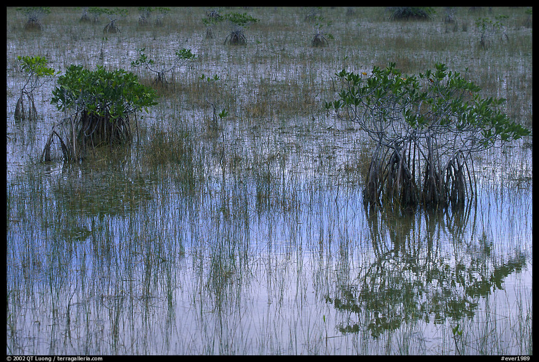Red Mangroves shrubs, grasses, and blue sky reflexions,  morning. Everglades  National Park, Florida, USA.