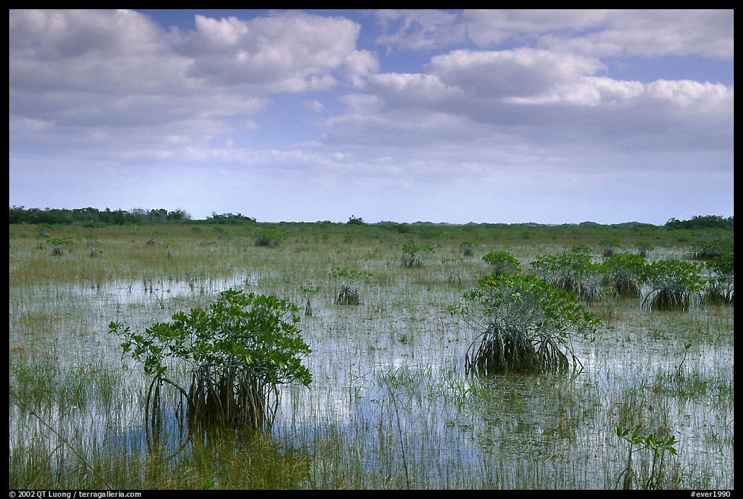 Mixed swamp environment with mangroves, morning. Everglades  National Park, Florida, USA.