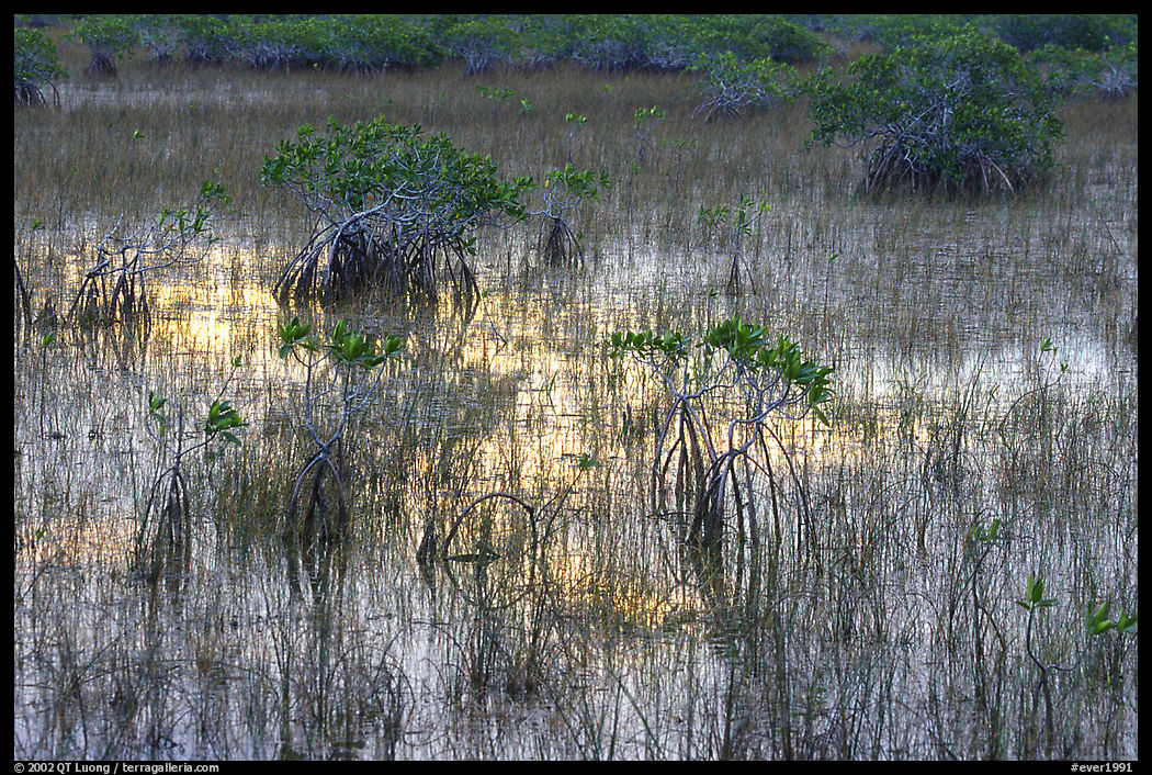 Grasses and Mangroves with sky reflexions, sunrise. Everglades  National Park, Florida, USA.