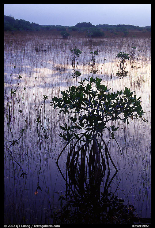 Mangroves several miles inland near Parautis pond, sunrise. Everglades  National Park, Florida, USA.