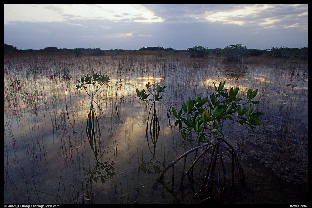 Red Mangroves (scientific name: Rhizophora mangle) at sunrise. Everglades  National Park, Florida, USA.