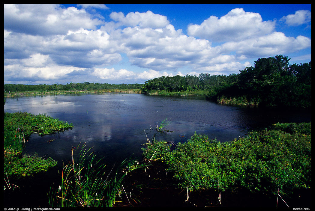 Eco pond, morning. Everglades  National Park, Florida, USA.