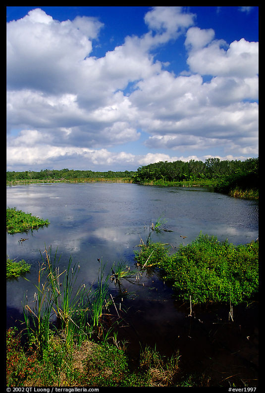 Eco pond, morning. Everglades  National Park, Florida, USA.