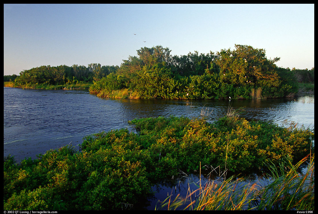 Eco pond with birds in distant trees, evening. Everglades  National Park, Florida, USA.