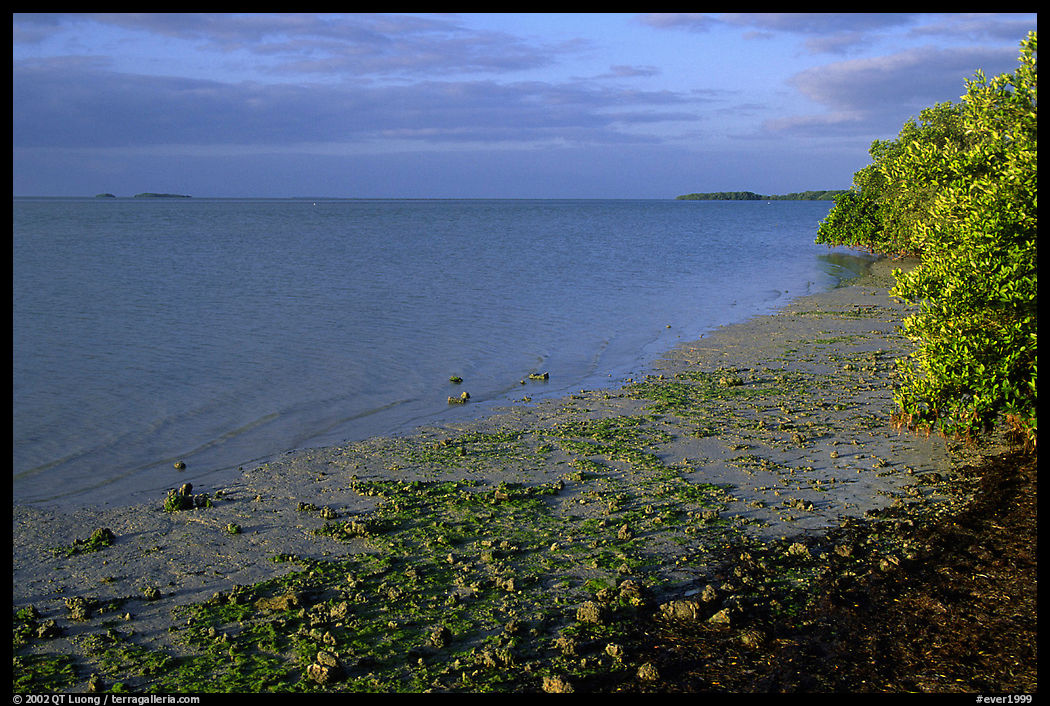 Shore of Florida bay at low tide, morning. Everglades  National Park, Florida, USA.