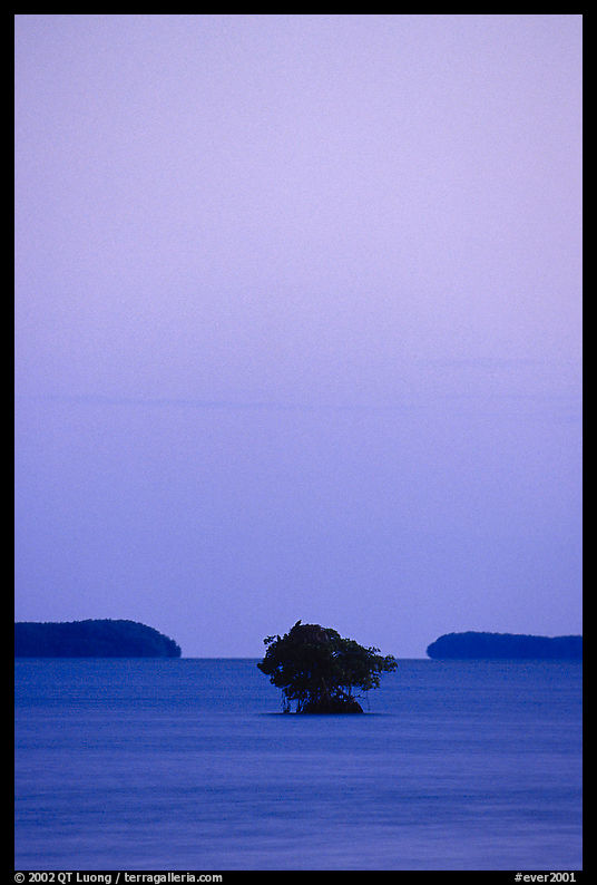 Mangroves trees and low islands in Florida Bay, dusk. Everglades  National Park, Florida, USA.