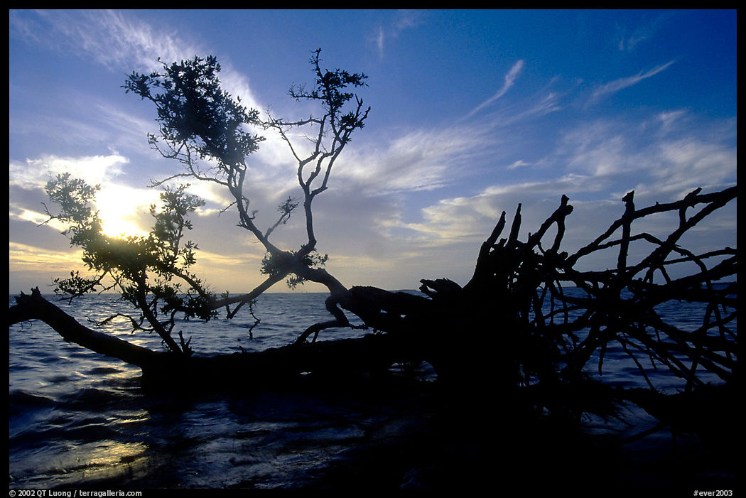 Fallen mangrove tree in Florida Bay, sunrise. Everglades  National Park, Florida, USA.