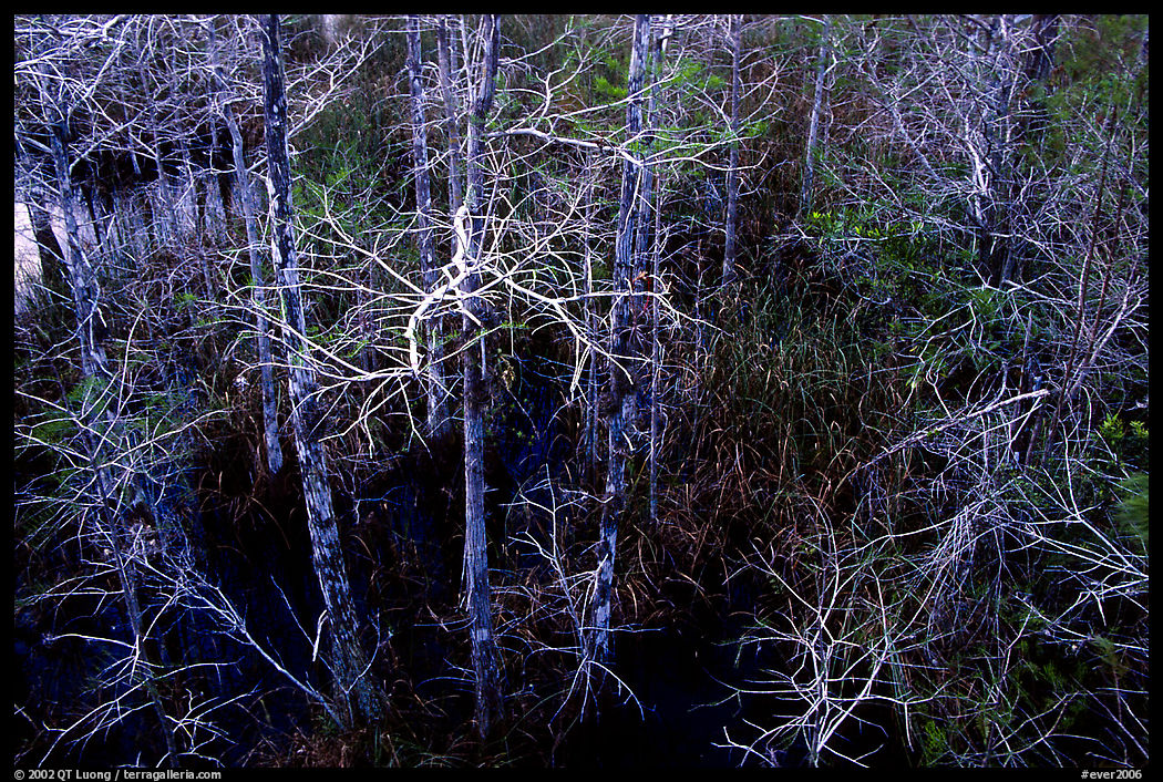 Cypress at Pa-hay-okee, dusk. Everglades  National Park, Florida, USA.
