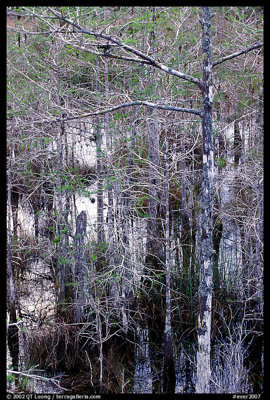 Cypress and swamp at Pa-hay-okee. Everglades  National Park, Florida, USA.